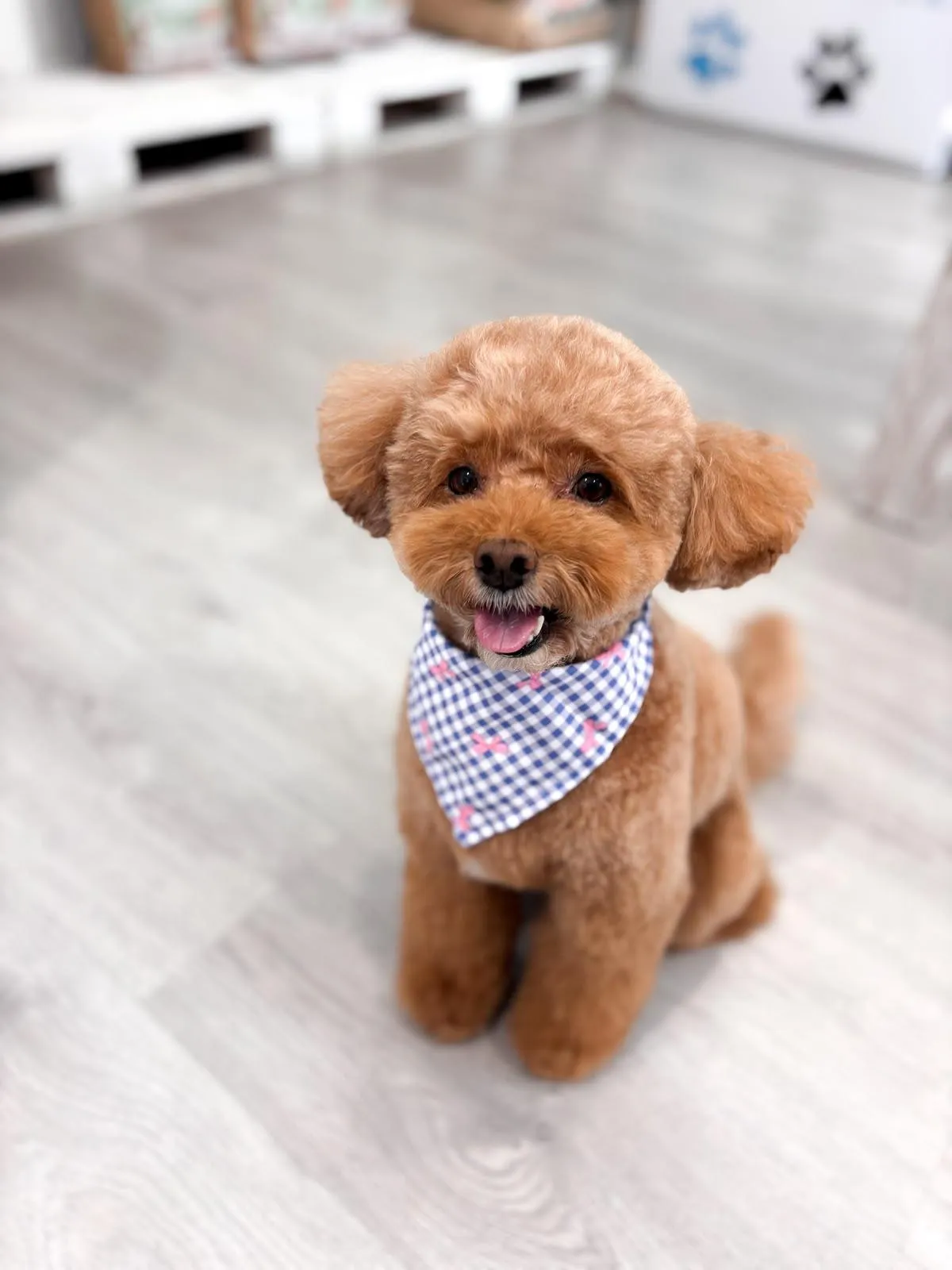 Caniche toy color canela con pañuelo de cuadros azules recién arreglado