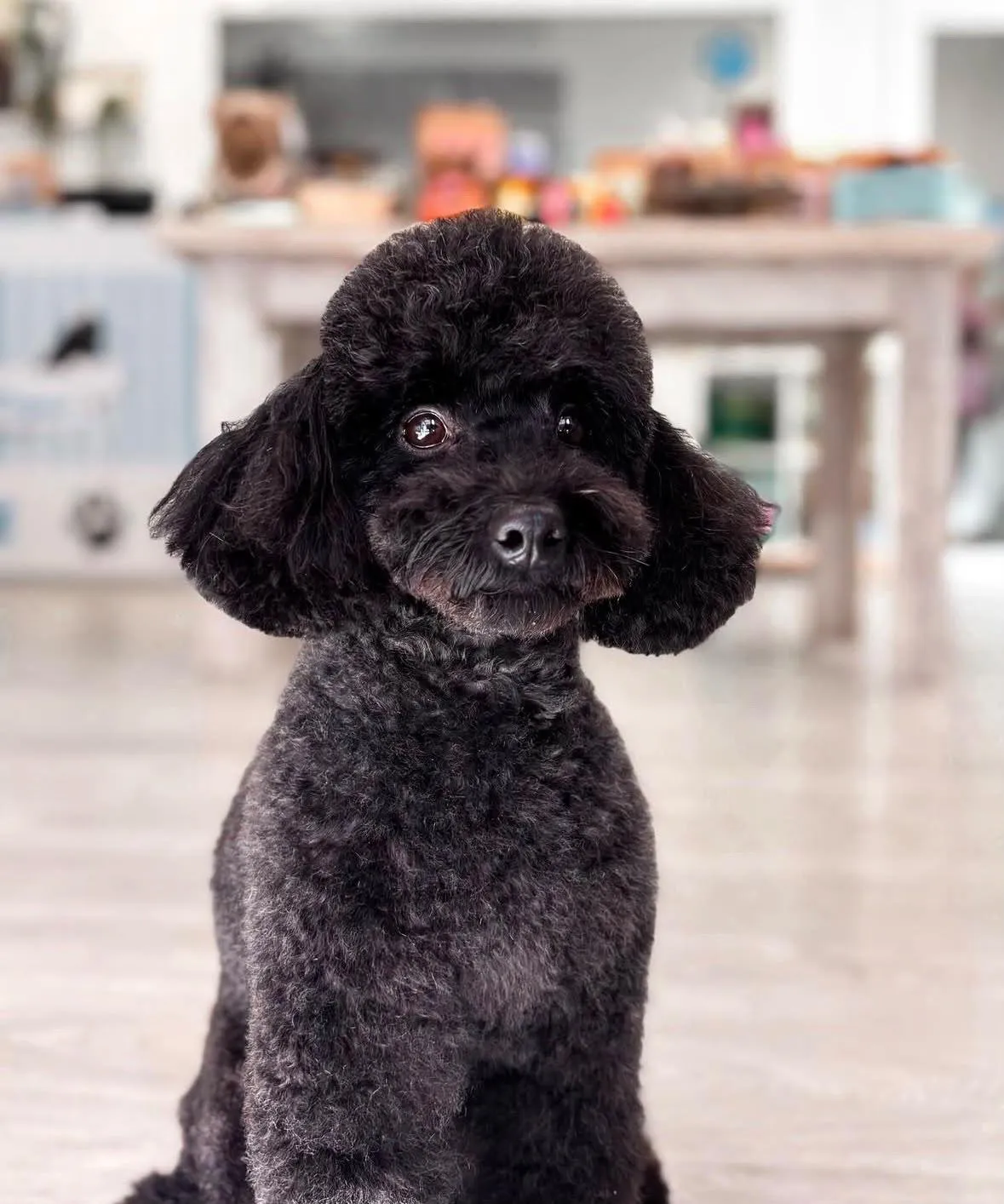 Caniche negro sentado con el corte recién hecho y las orejas redondas