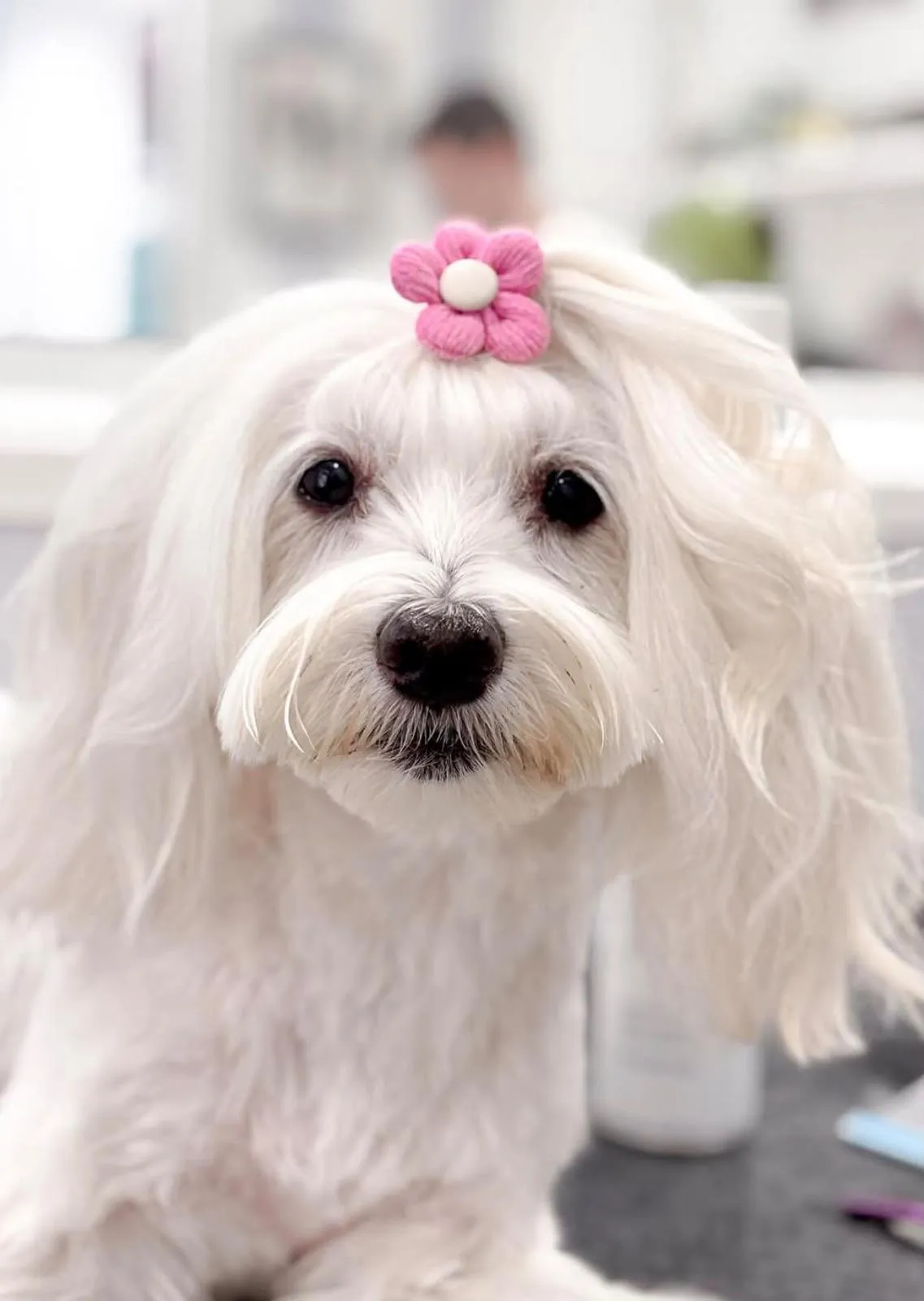 Perro blanco de pelo largo con un lacito de flor rosa en la cabeza