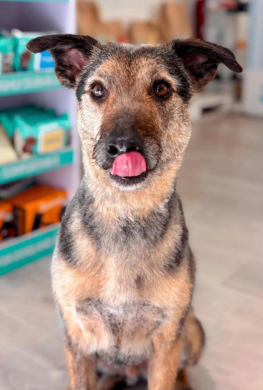 Perro mestizo de orejas grandes relamiéndose en la tienda