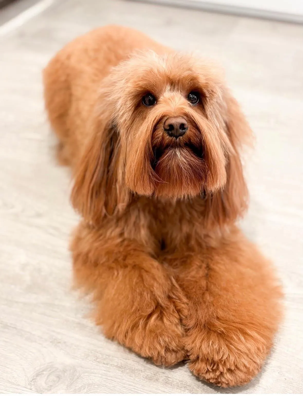 Perro de pelo largo color canela tumbado con el pelo cepillado y brillante