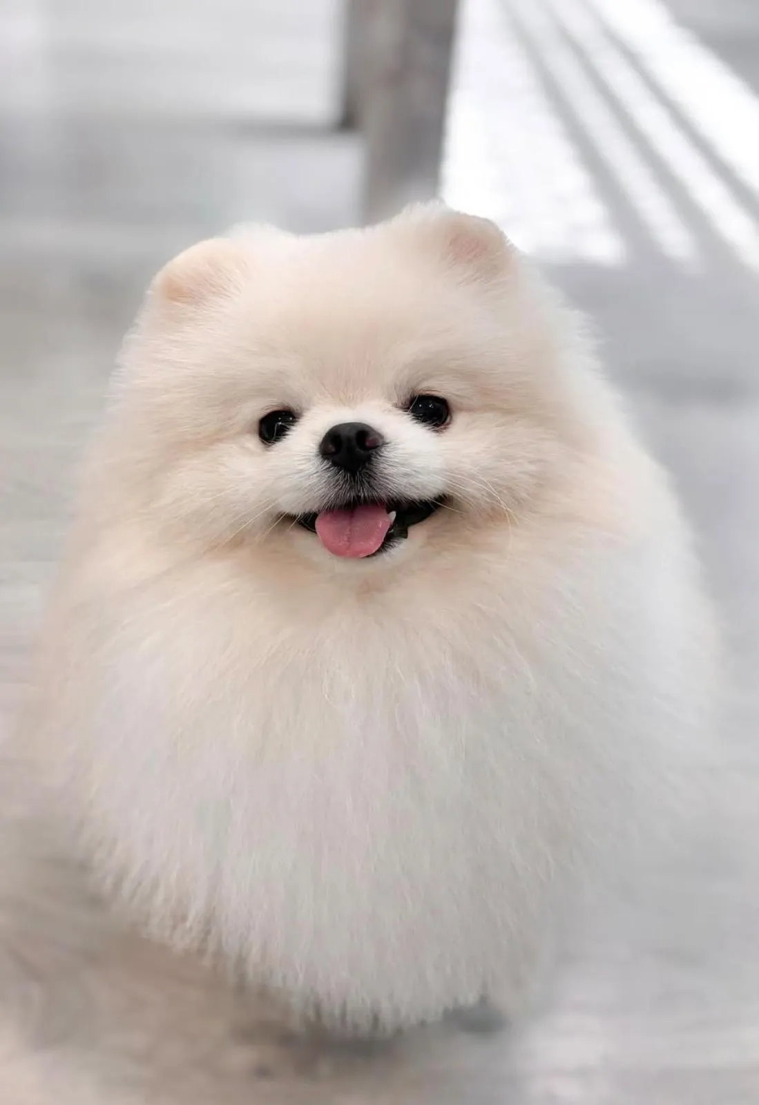 Pomerania blanco sonriendo con la lengua fuera